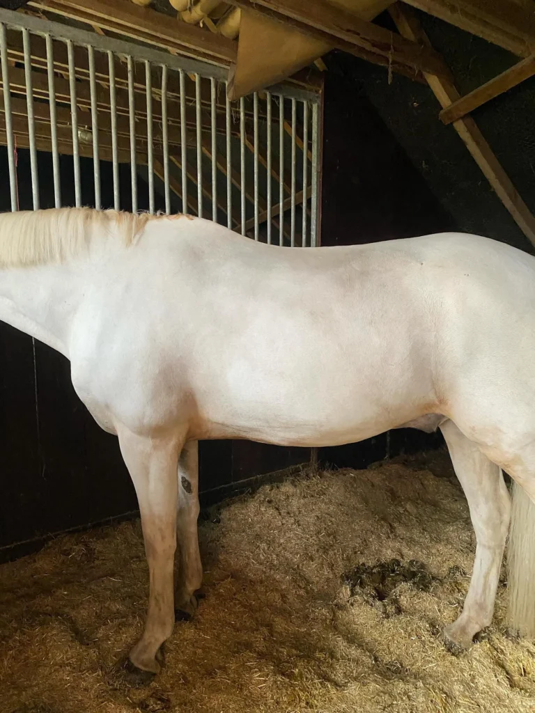paard scheren na