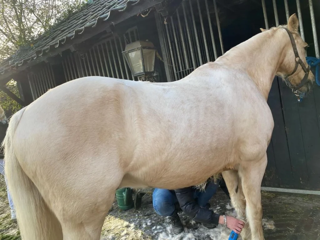 paard scheren voor