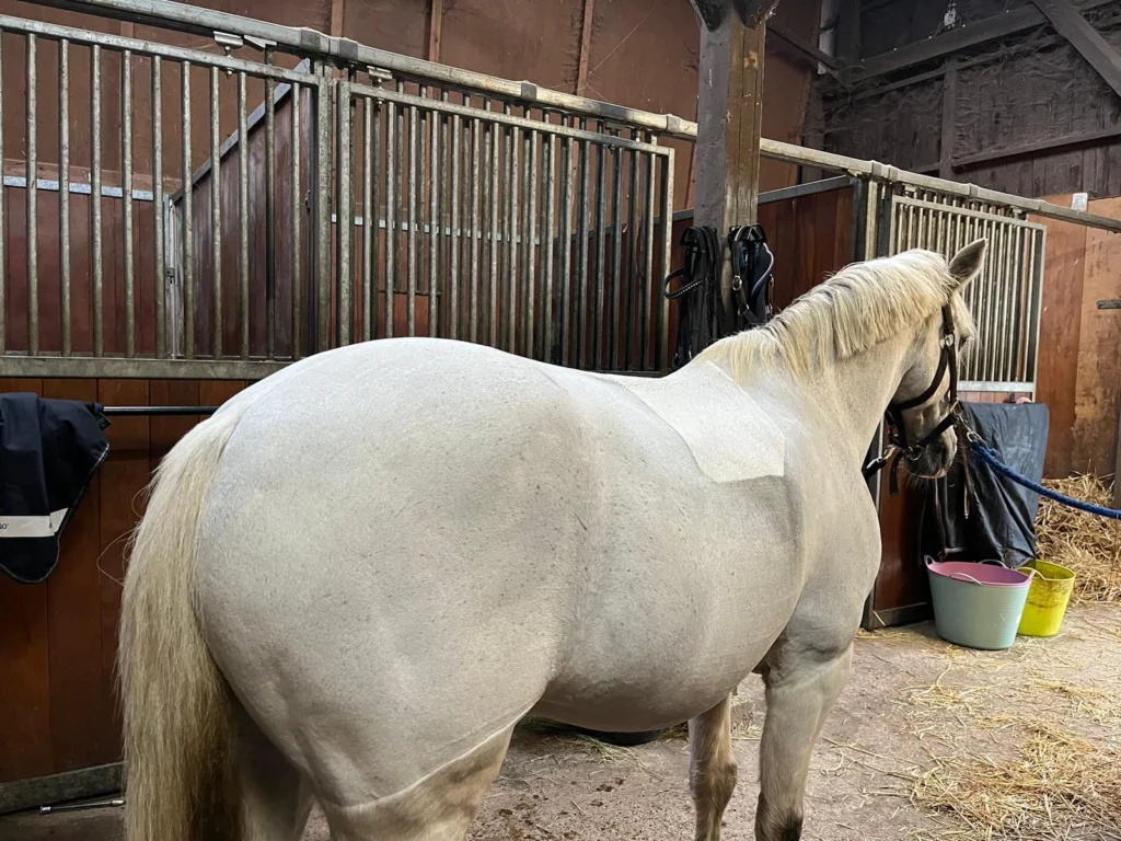Paard laten scheren
